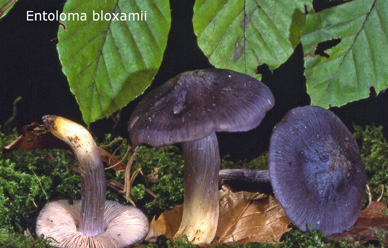 Entoloma bloxamii-amf769.jpg - Entoloma bloxamii ; Syn: Entoloma madidum var.bloxamii ; Nom français: Entolome de Bloxam